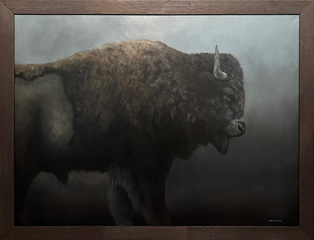 American Bison