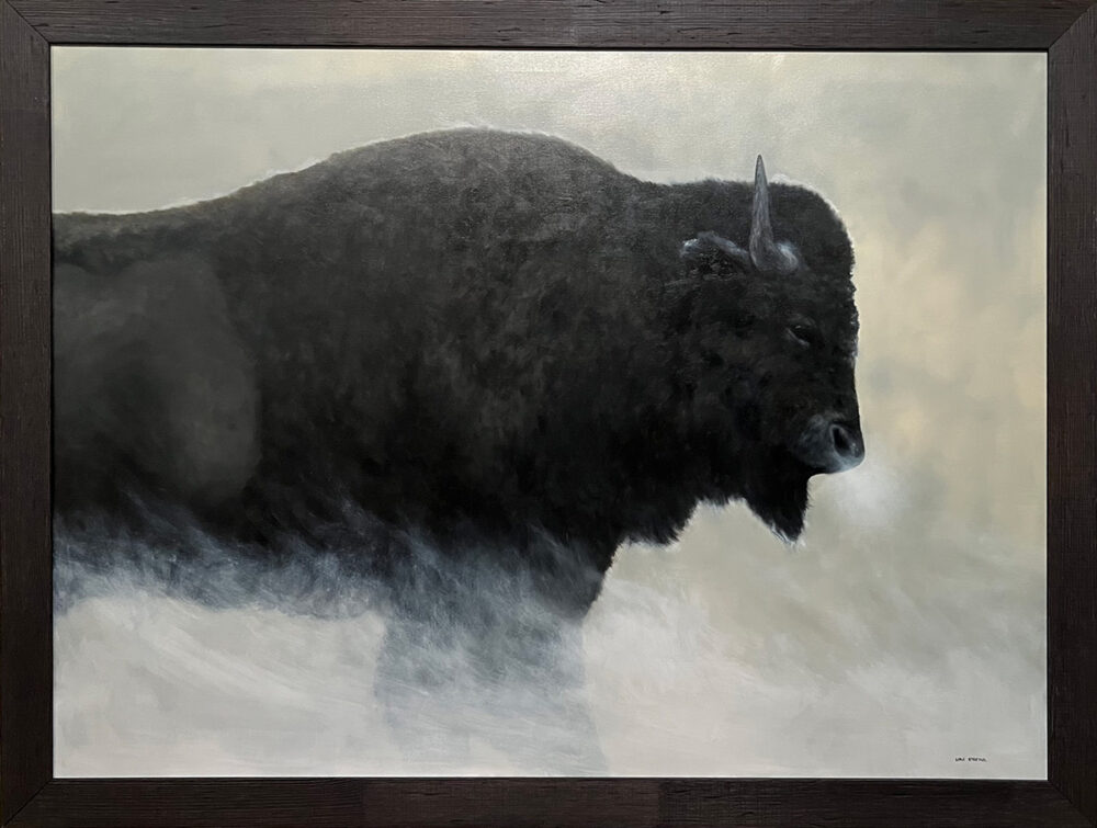 American Bison