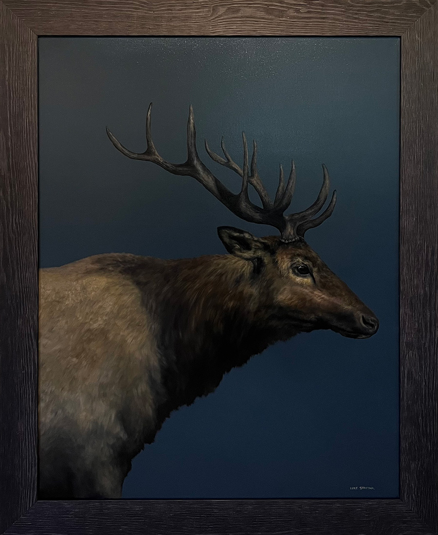 Elk Study