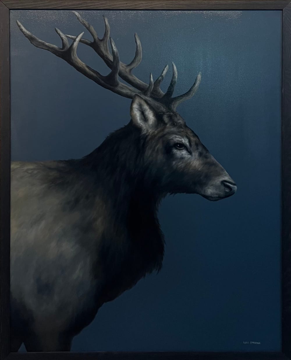 Elk Study