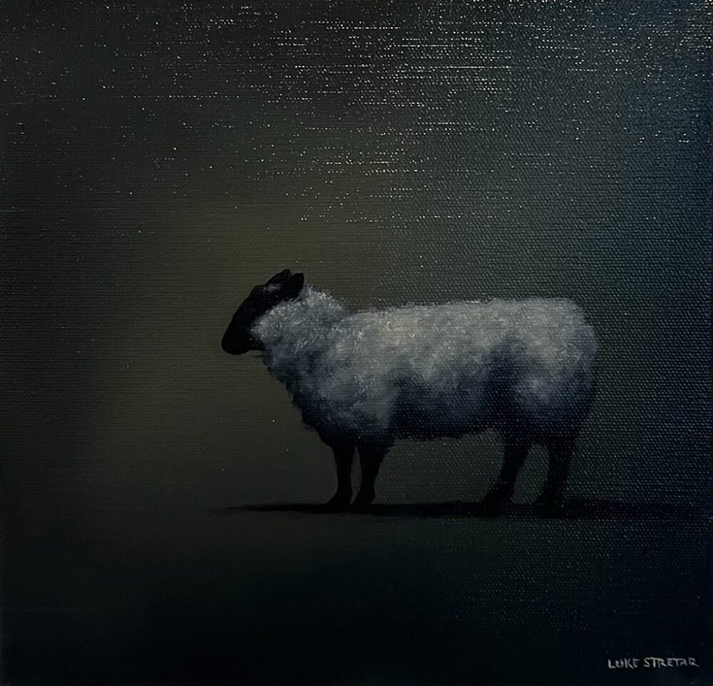 Sheep